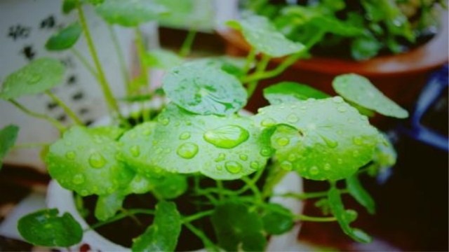 铜钱草叶子干枯怎么办(铜钱草叶子长出来就干枯)