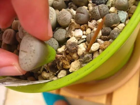 绿萝发财树的养殖方法