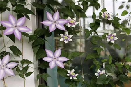 家里面摆花有什么讲究