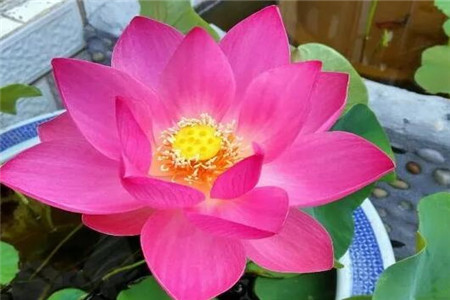 人民币上的花朵是什么花