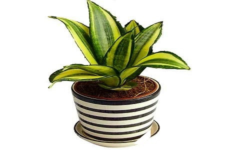 短叶虎皮兰的作用和功效