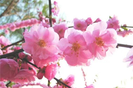 人民币上的花朵是什么花