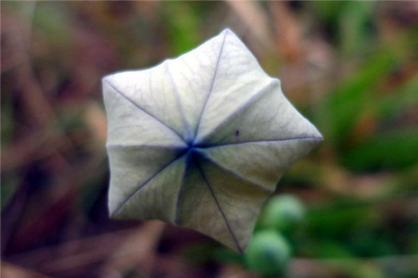 桔梗病虫害及防治方法(桔梗的病虫害防治)