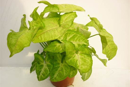 白蝴蝶植物开花图片