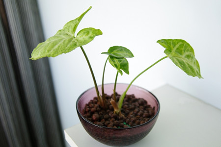 白蝴蝶植物开花图片