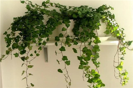 家里面摆花有什么讲究