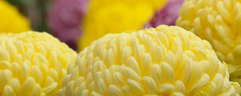 菊花的花语大全(菊花 的花语)