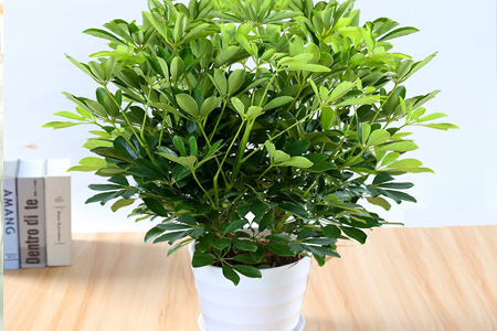 鸭脚木浇水的正确方法