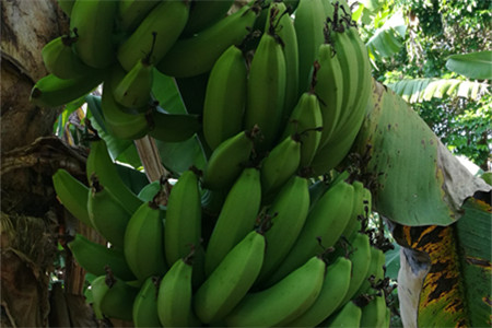 香蕉哪里生产地最出名