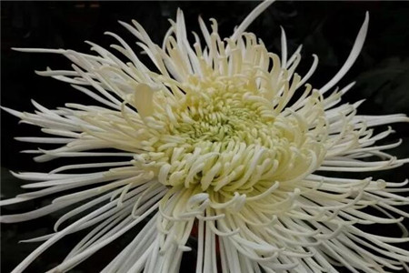 人民币上的花朵是什么花