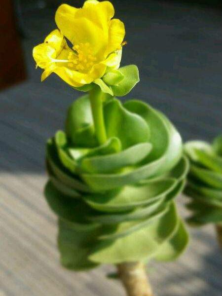 金钱木容易养吗