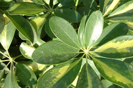 鸭脚木浇水的正确方法