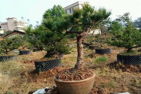 人民币上的花朵是什么花