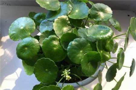 北阳台光照强度