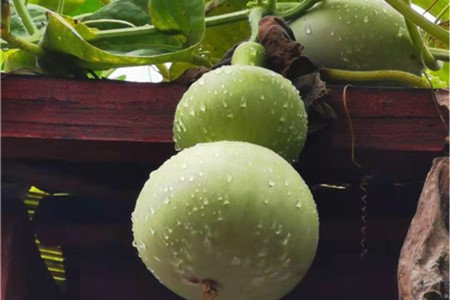 小葫芦怎么才能结得多