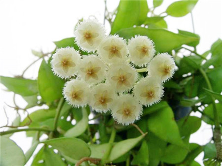 球兰长得慢怎么回事儿