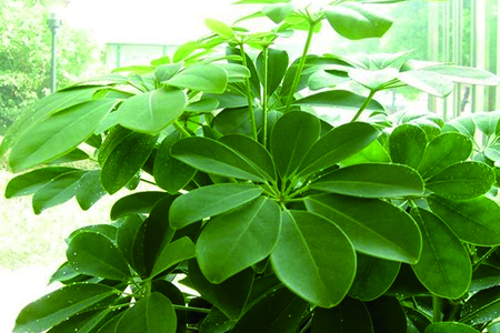 鸭脚木浇水的正确方法