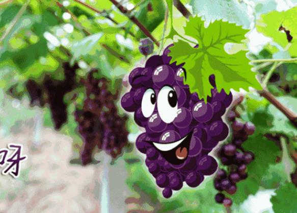 葡萄补钙用什么药