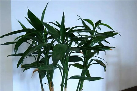 家里面摆花有什么讲究