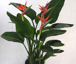 鹤望兰开什么花