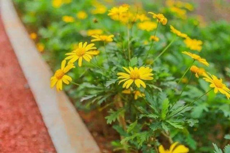 黄金菊如何养护和管理