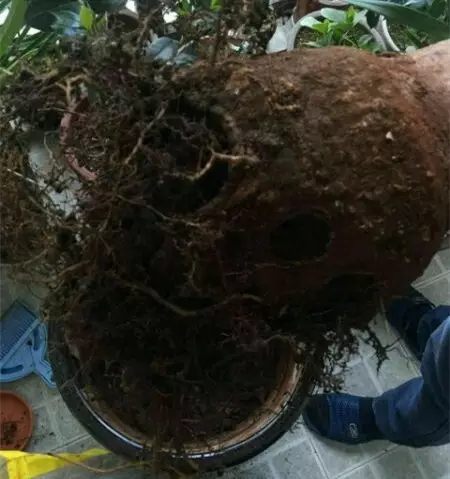 绿萝发财树的养殖方法