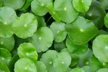 铜钱草叶子长出来就干枯