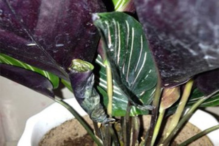 双线竹芋的叶子焦边严重什么原因