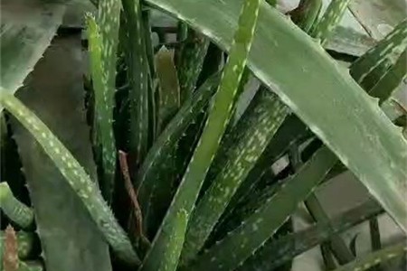 新买的芦荟怎么养护和浇水