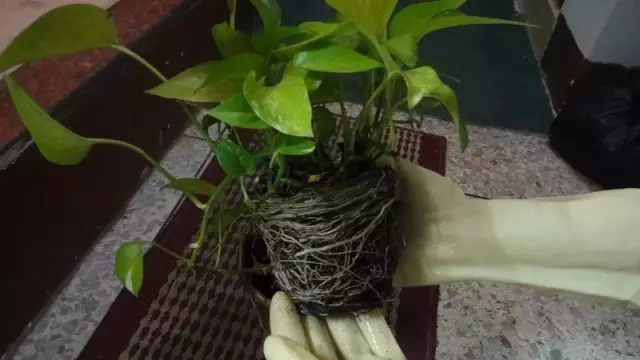 绿萝发财树的养殖方法