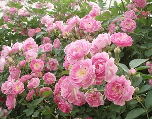 粉团蔷薇的功效和作用