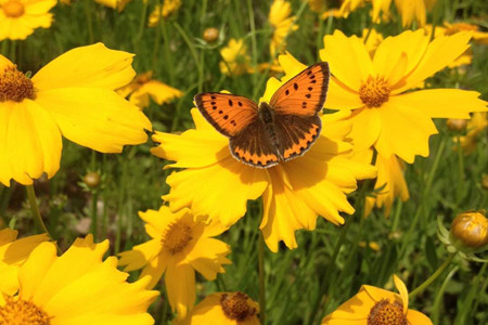 黄金菊如何养护和管理