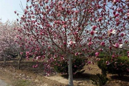 玉兰花树苗怎么培育