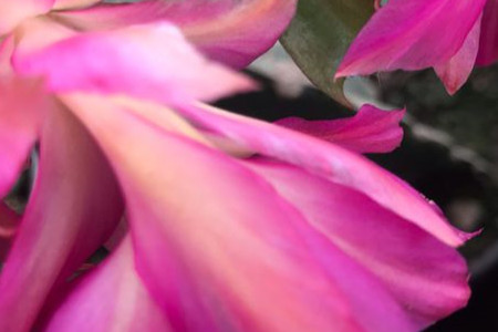 火龙果嫁接蟹爪兰教程