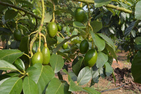 牛油果树多久挂果