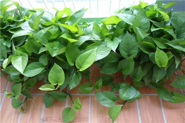 绿萝这个“小阀门”打开“枝条”蹭蹭蹿3个月长满墙！(绿萝掐头)