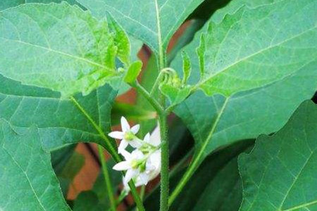 少花龙葵和龙葵的区别