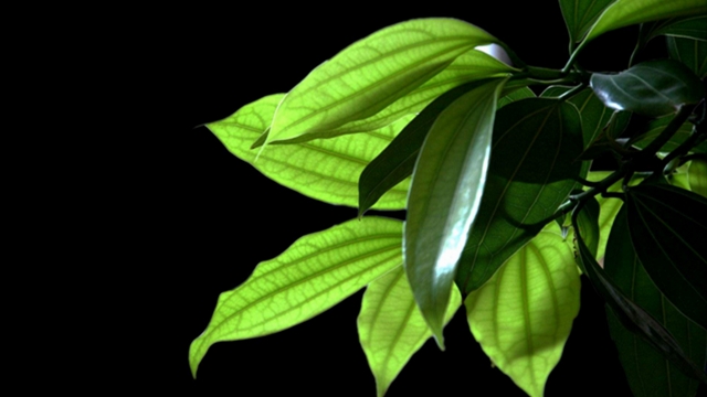 平安树有什么作用(平安树的用意)