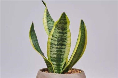 北阳台光照强度