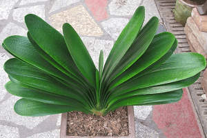 君子兰怎么辨别公母