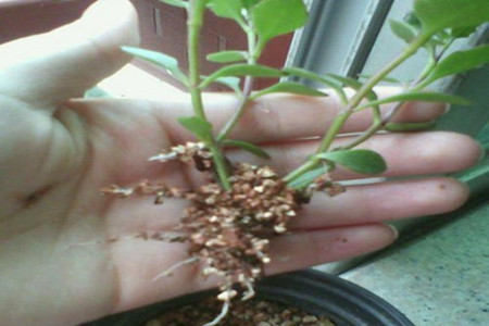 宫灯长寿花繁殖方法