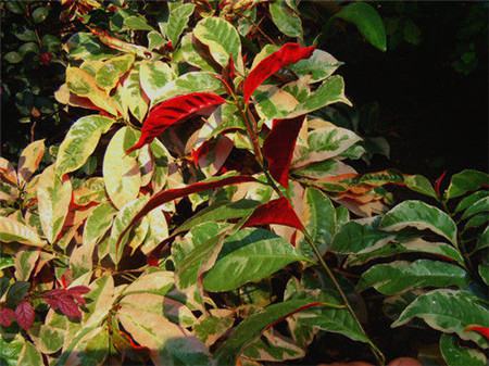 红背桂花百度百科