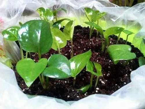 绿萝发财树的养殖方法