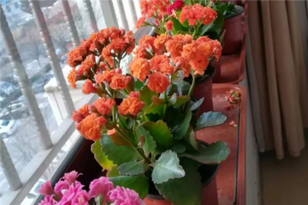 家里面摆花有什么讲究