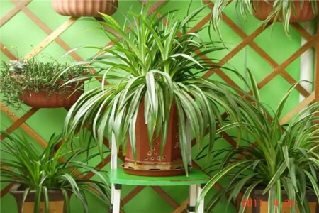 家里面摆花有什么讲究