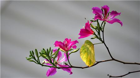 秋天适合种什么草药