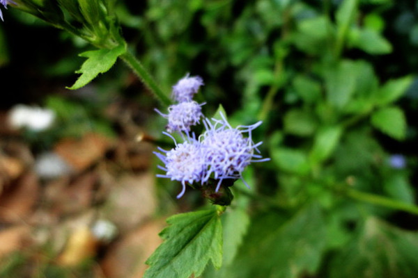 藿香蓟有毒吗(藿香蓟特征)