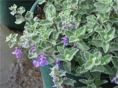 秋天适合种什么草药