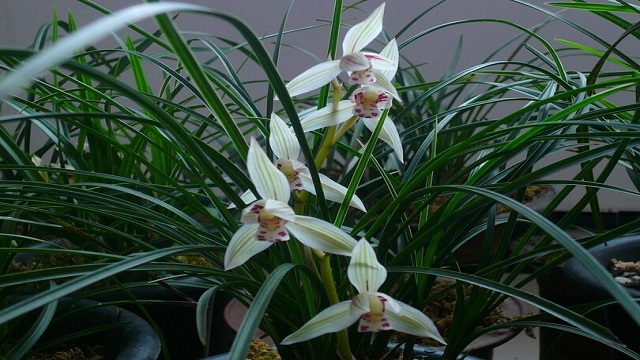 春兰夏天怎么养(春兰夏天怎么养护)