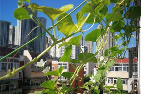 小葫芦怎么才能结得多